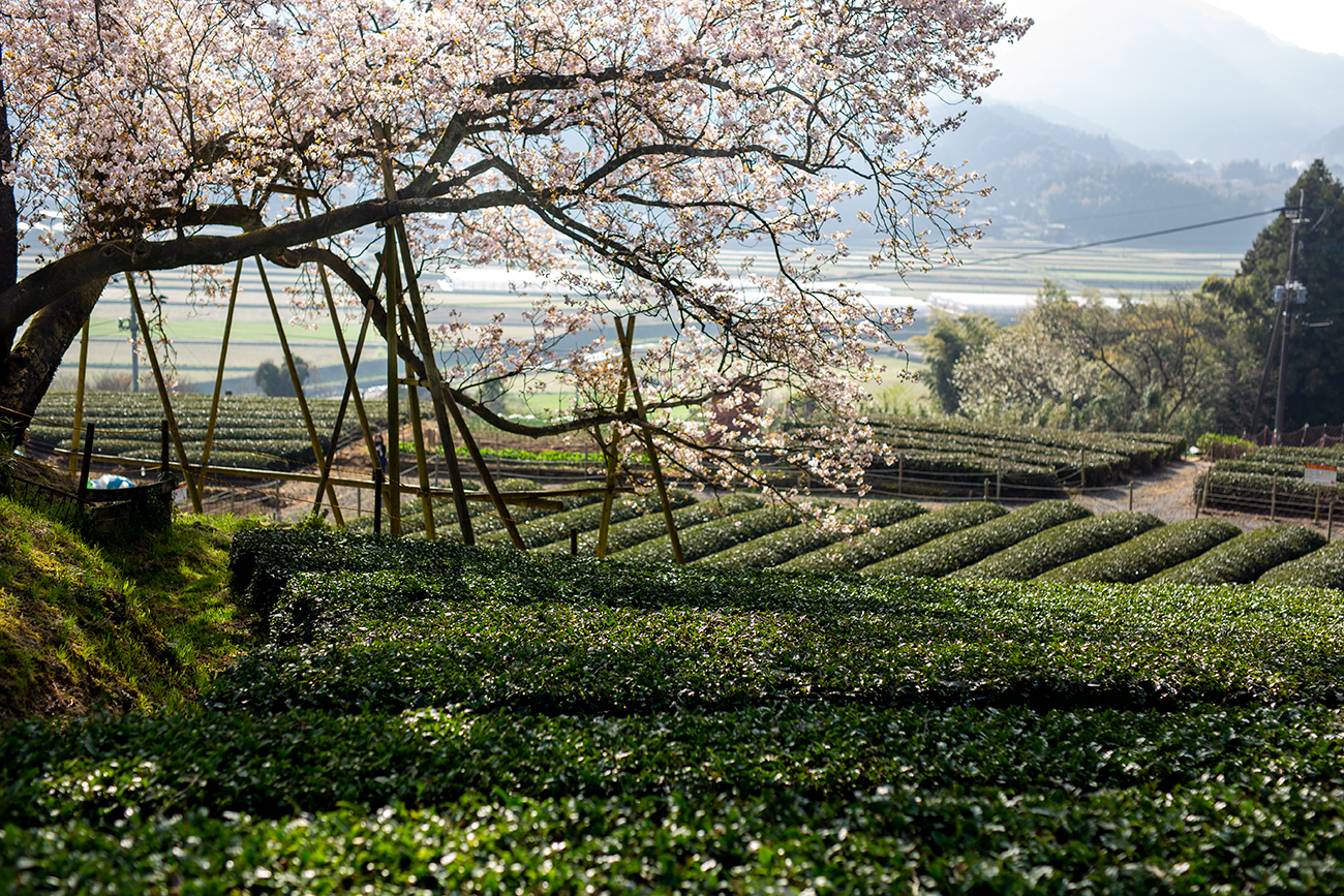 百年桜