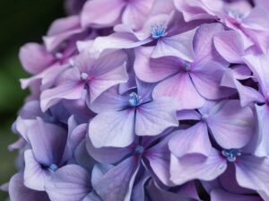 제주 수국 명소