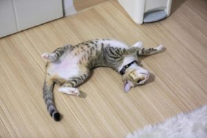 저작권 없는 무료 이미지