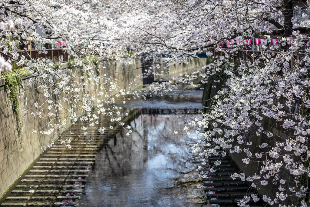 도쿄 벚꽃 명소