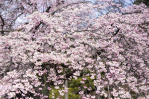 도쿄 벚꽃 명소