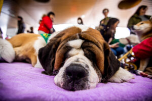 일본 캐리어 보관