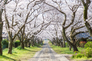 일본 벚꽃 명소