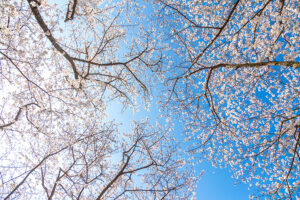 포토샵 벚꽃 보정