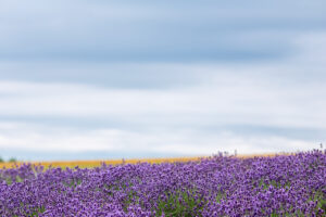 북해도 라벤더 여행