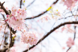 일본 벚꽃 개화시기