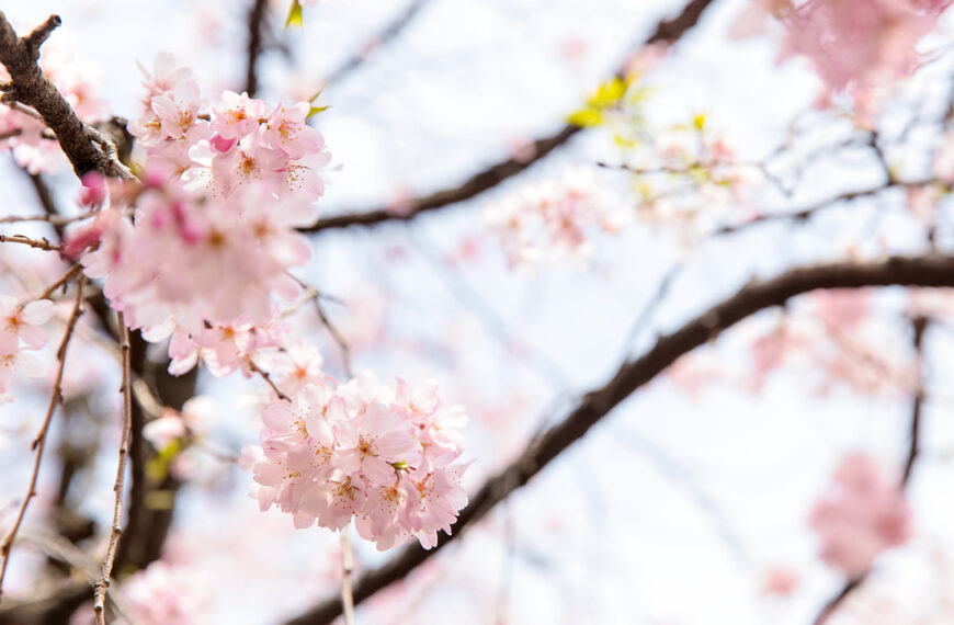 일본 벚꽃 개화시기