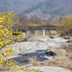 3월 전국 축제