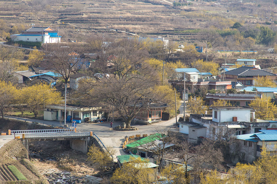 구례 산수유 축제