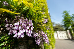 성북동 등나무 명소