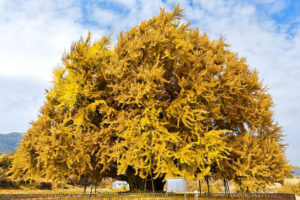 원주 반계리 은행나무