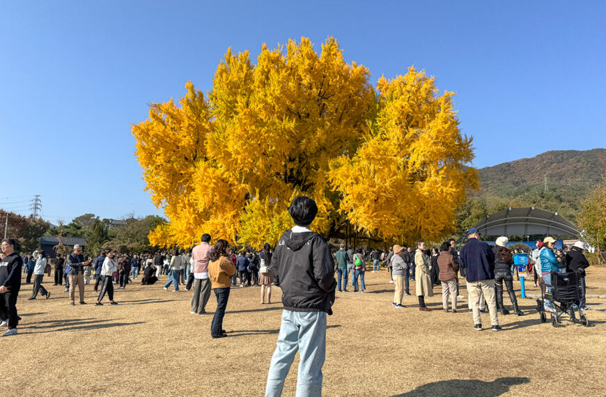 가을 단, 2주의 즐거움 반계리 은행나무