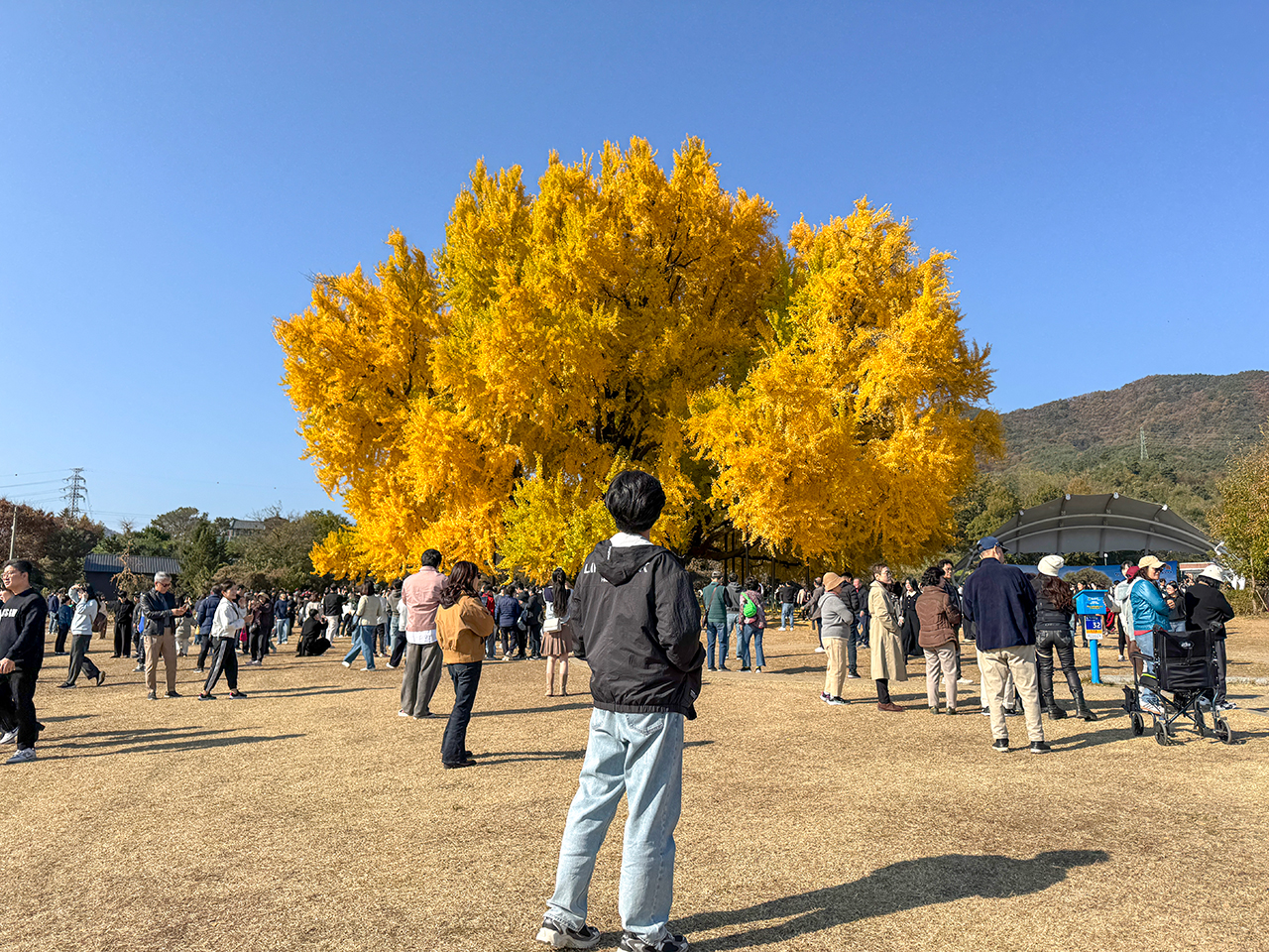 가을 단, 2주의 즐거움 반계리 은행나무