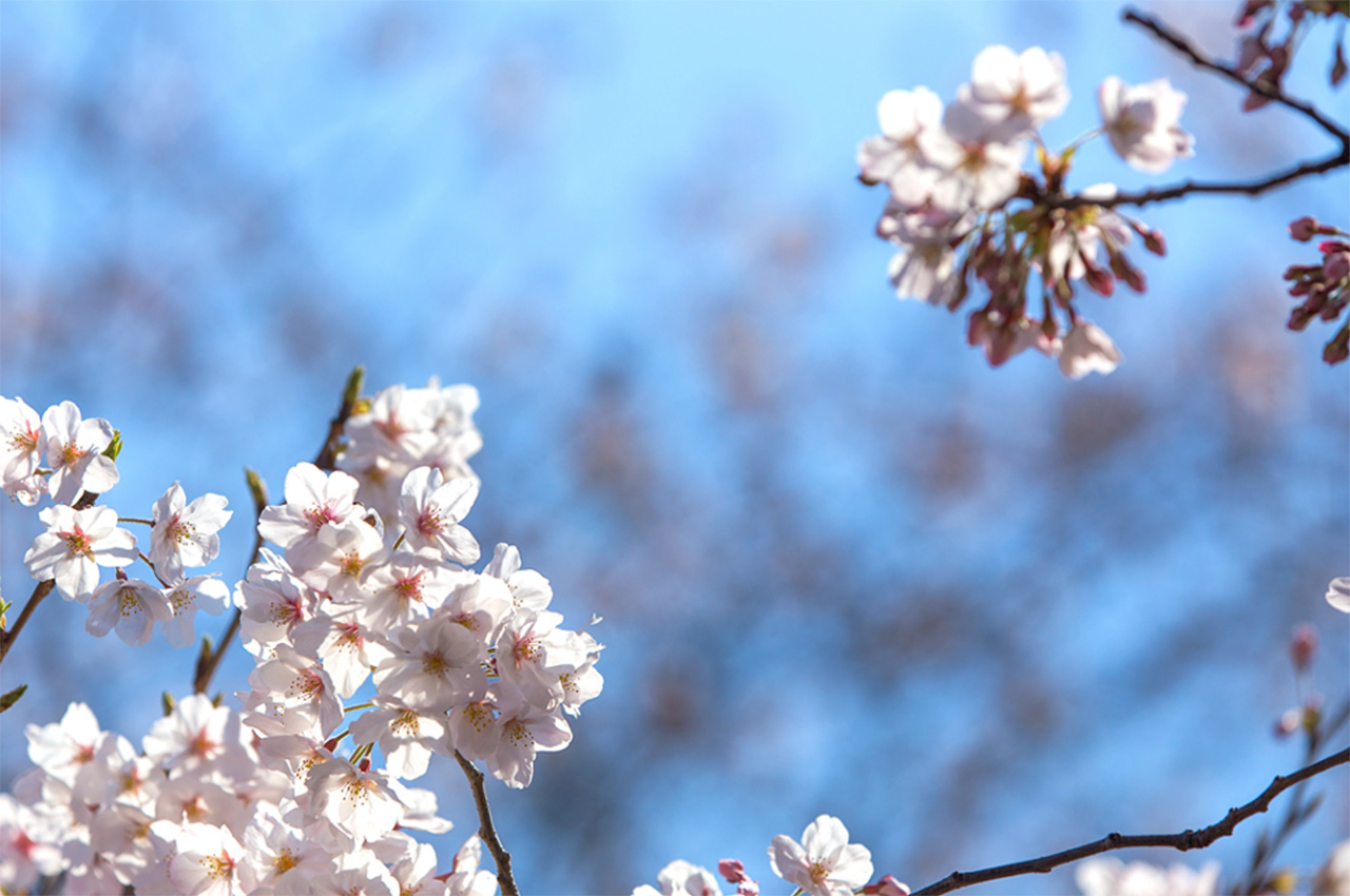 후쿠오카 벚꽃 명소