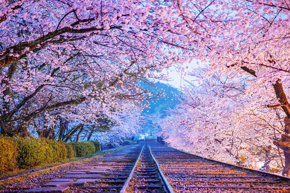 교토 벚꽃 명소